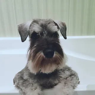 Жорж, фотография