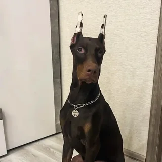 Дамиан, фотография