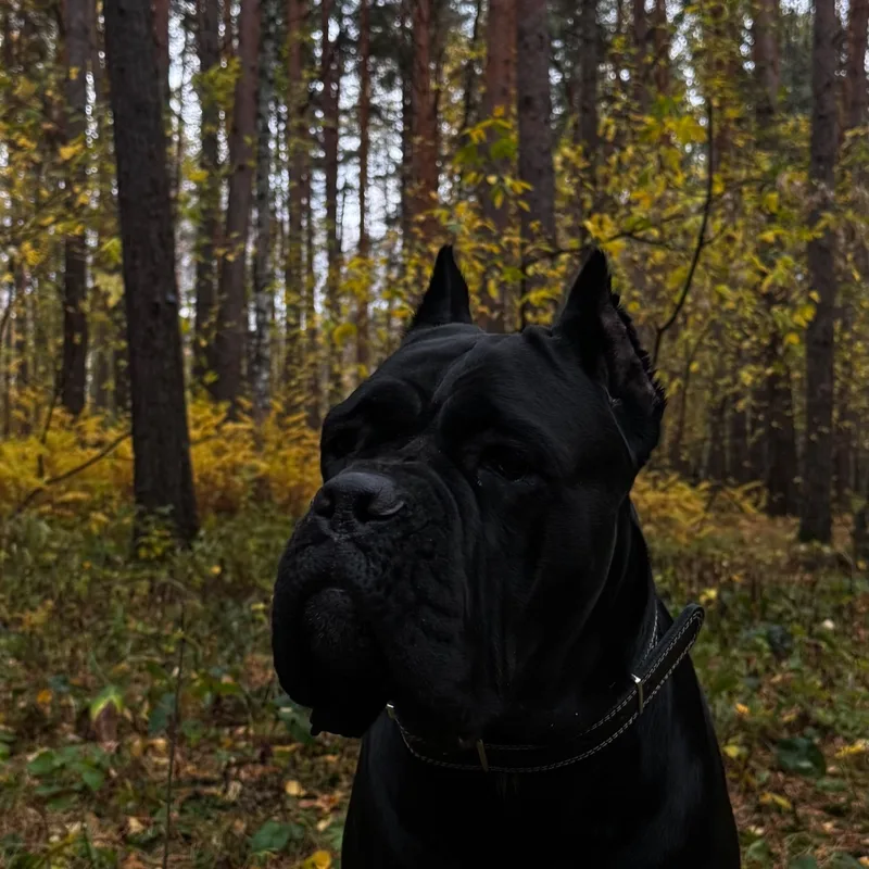 Нигина, фотография
