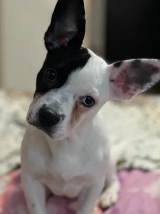 Rocky, фотография