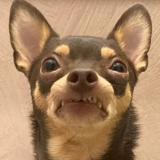 Лютик, фотография