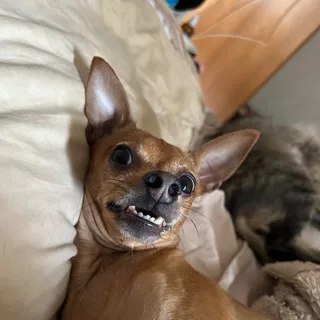 Боня, фотография