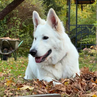 Лотта, фотография
