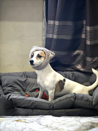 Дейзи, фотография