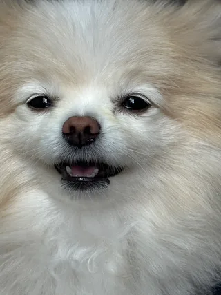 Белла, фотография
