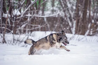 Диона, фотография
