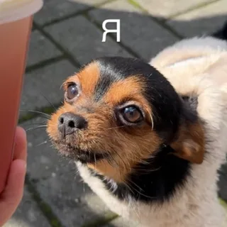 Йожик, фотография