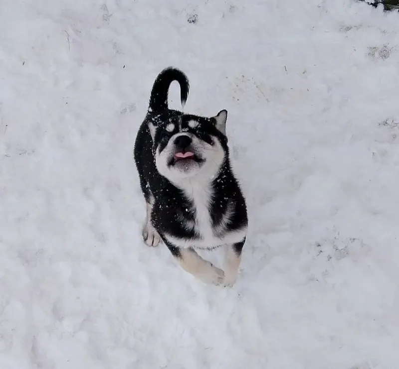 Оп, снежинка
