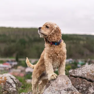 Шелдон, фотография