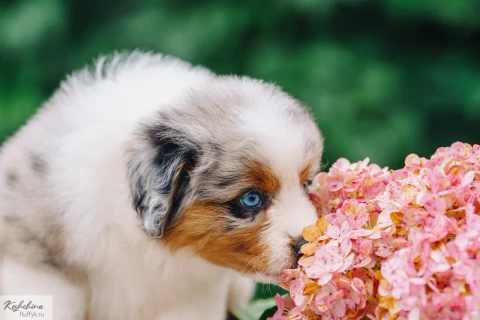 Reising praid Xsanteya for Milspace, фотография