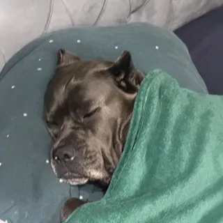 Доня, фотография