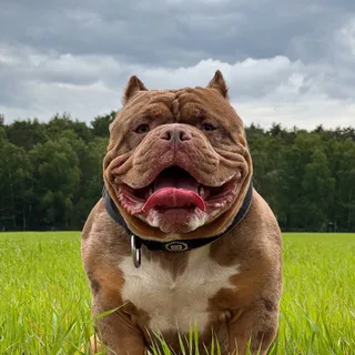 Маффин, фотография