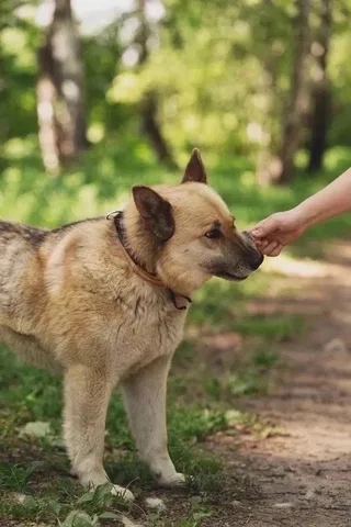 Бри, фотография