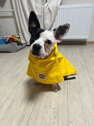 Rocky, фотография
