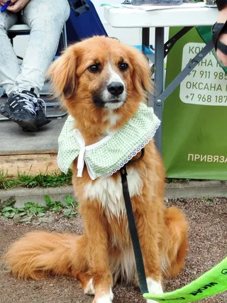 Клара, фотография
