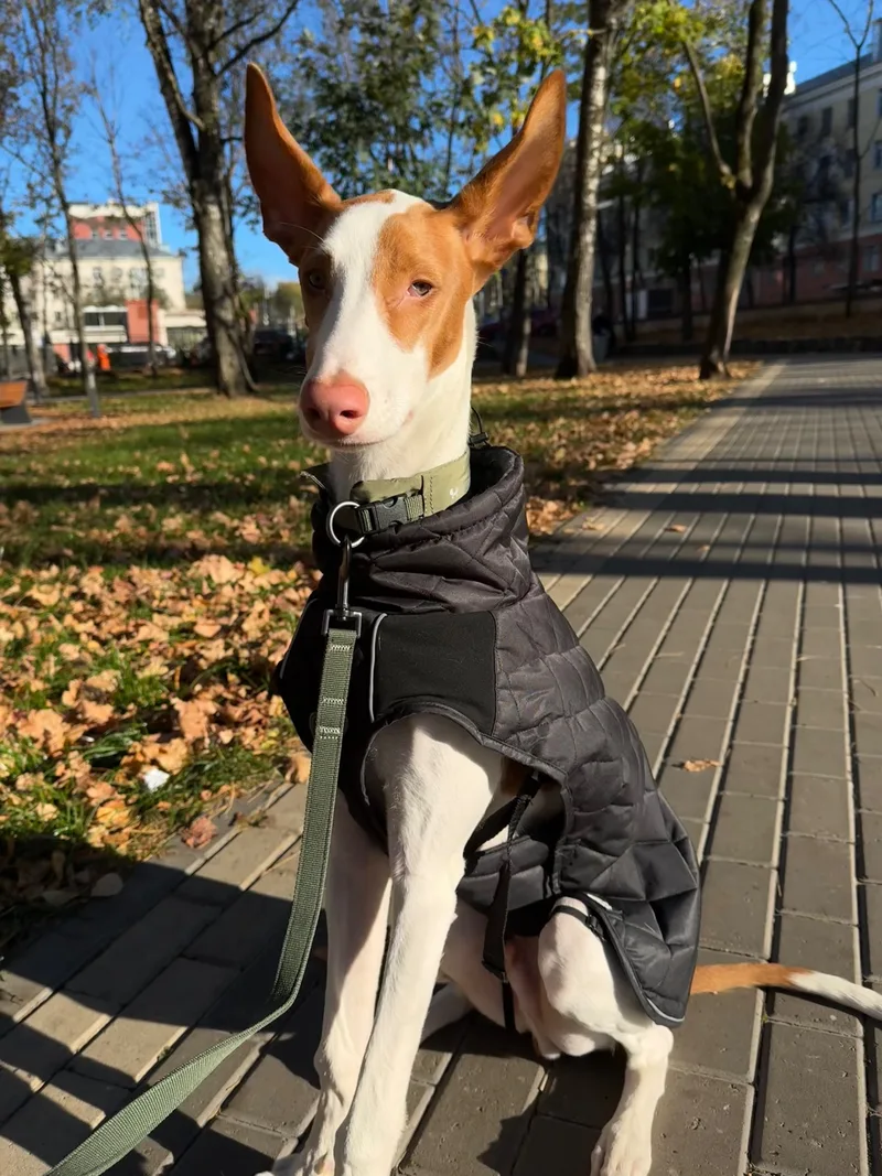 Лиля, фотография