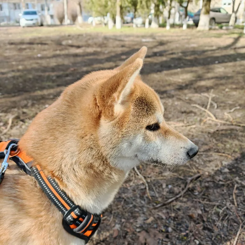 Даниил, фотография