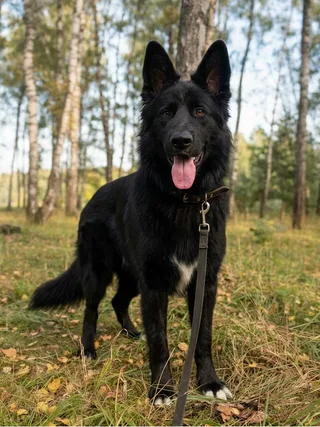 Кекс, фотография
