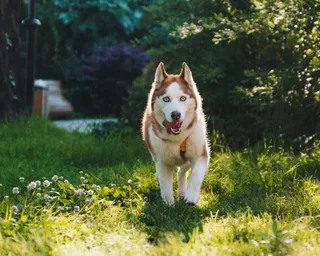 Лилу, фотография