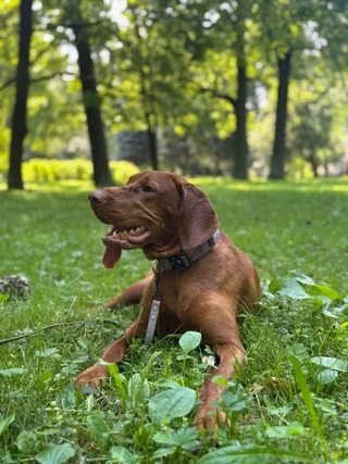 Шаня, фотография