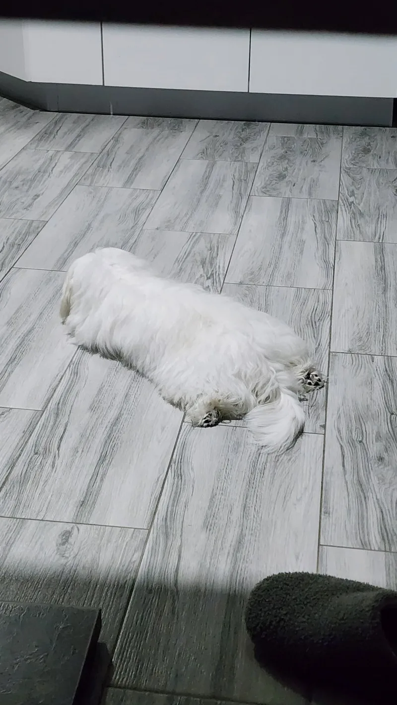 Виктория, Джесси и Зефир🐶🐩❤️, фотография