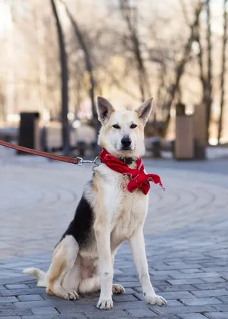 Флойд, фотография