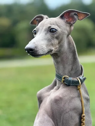 Мейсон, фотография