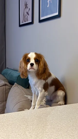 Молли, фотография