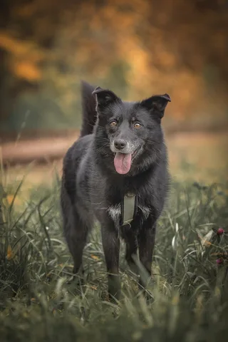 Ника, фотография