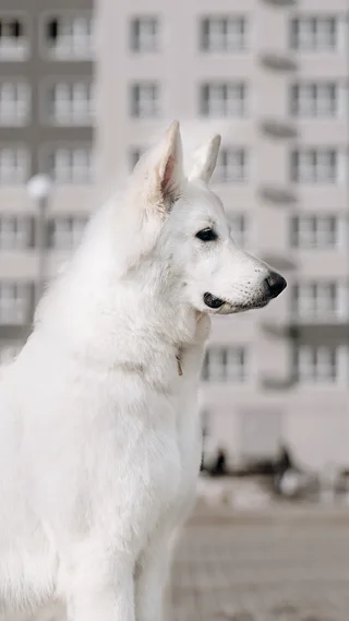 Лотта, фотография
