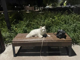 Сейвер, фотография
