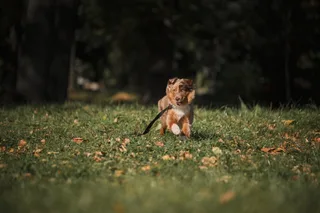 Элли, фотография
