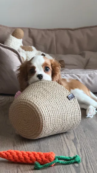 Молли, фотография