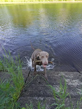 Смоки, фотография