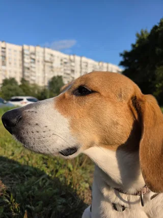 Шанель, фотография
