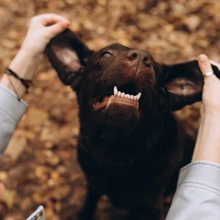 Талия, фотография