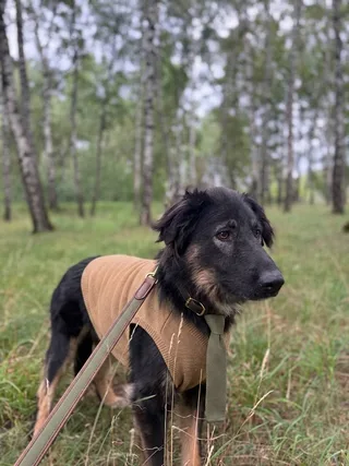Финик, фотография