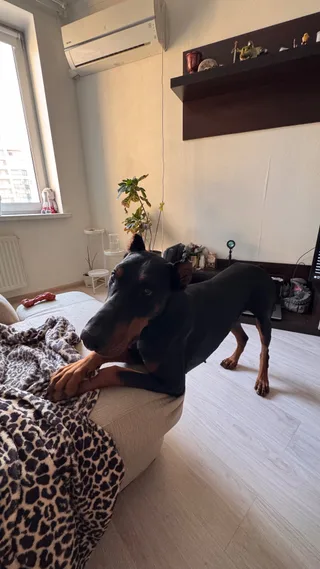 Дизель, фотография