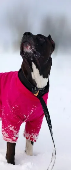ASTronoMy_Dog, фотография