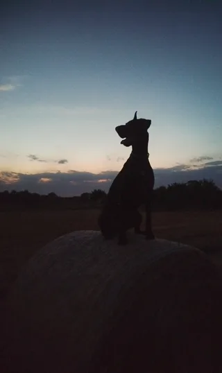 Лемон Йотунхейм Кид Фенрир, фотография