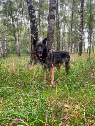 Сопка, фотография