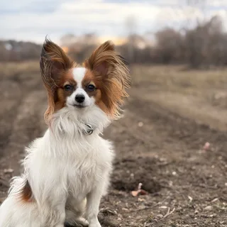 Чарли, фотография