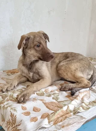 Лисса, фотография