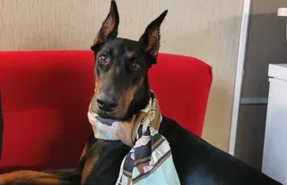 Элла, фотография