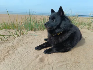 Мушу, фотография