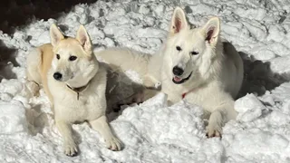 Лотта, фотография