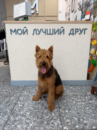 Астерикс, фотография