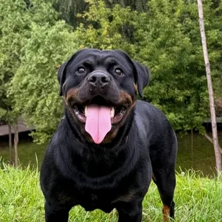Рея, фотография