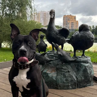 Kane, фотография