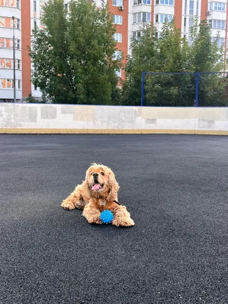 Бруно, фотография
